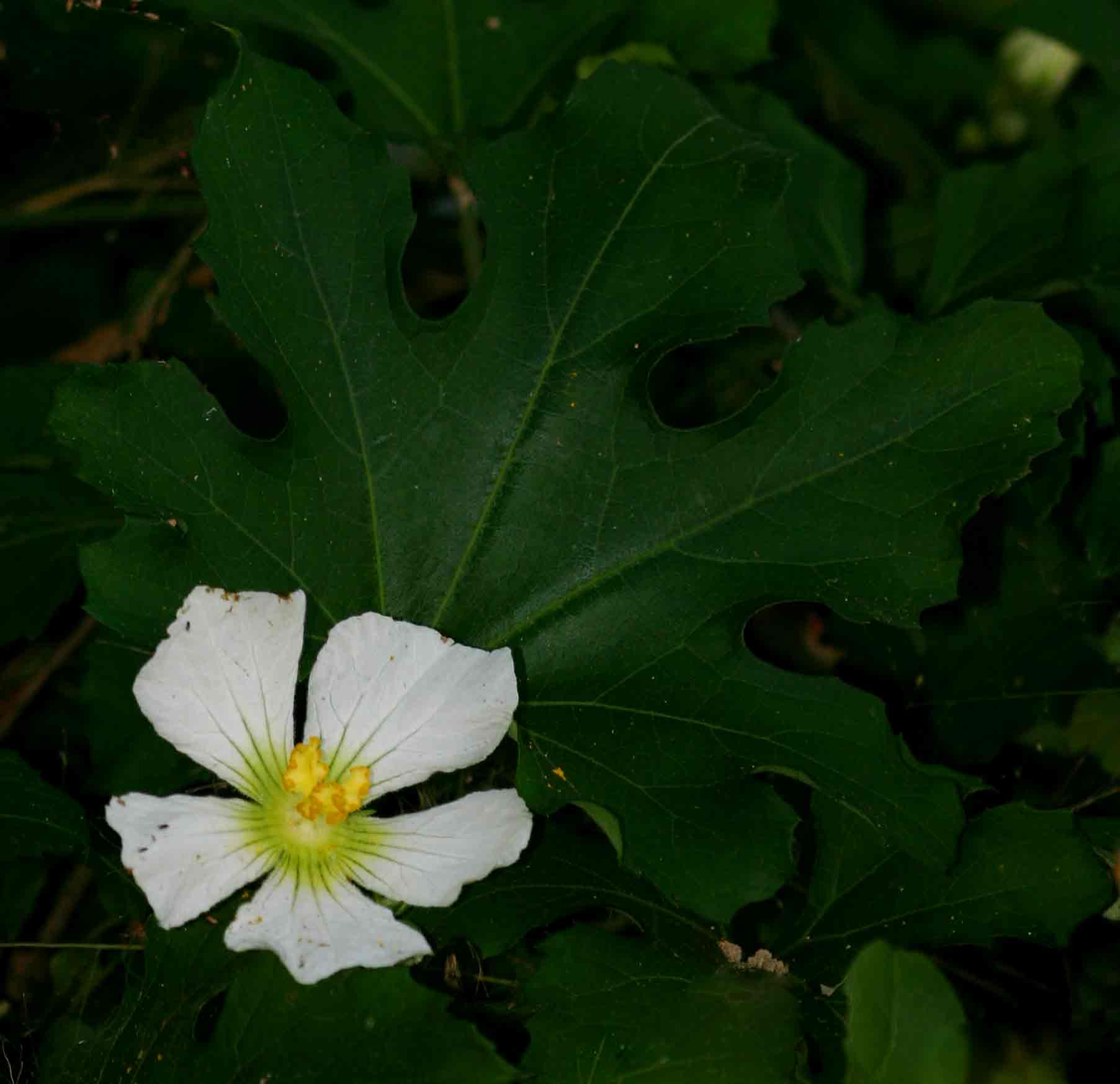 Lagenaria sphaerica