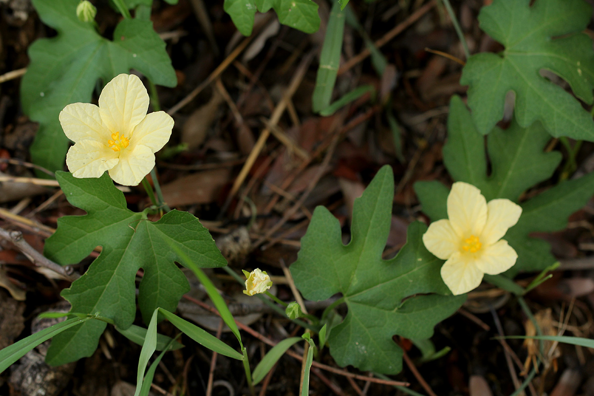 Eureiandra fasciculata