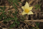 Eureiandra fasciculata