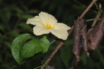 Eureiandra fasciculata