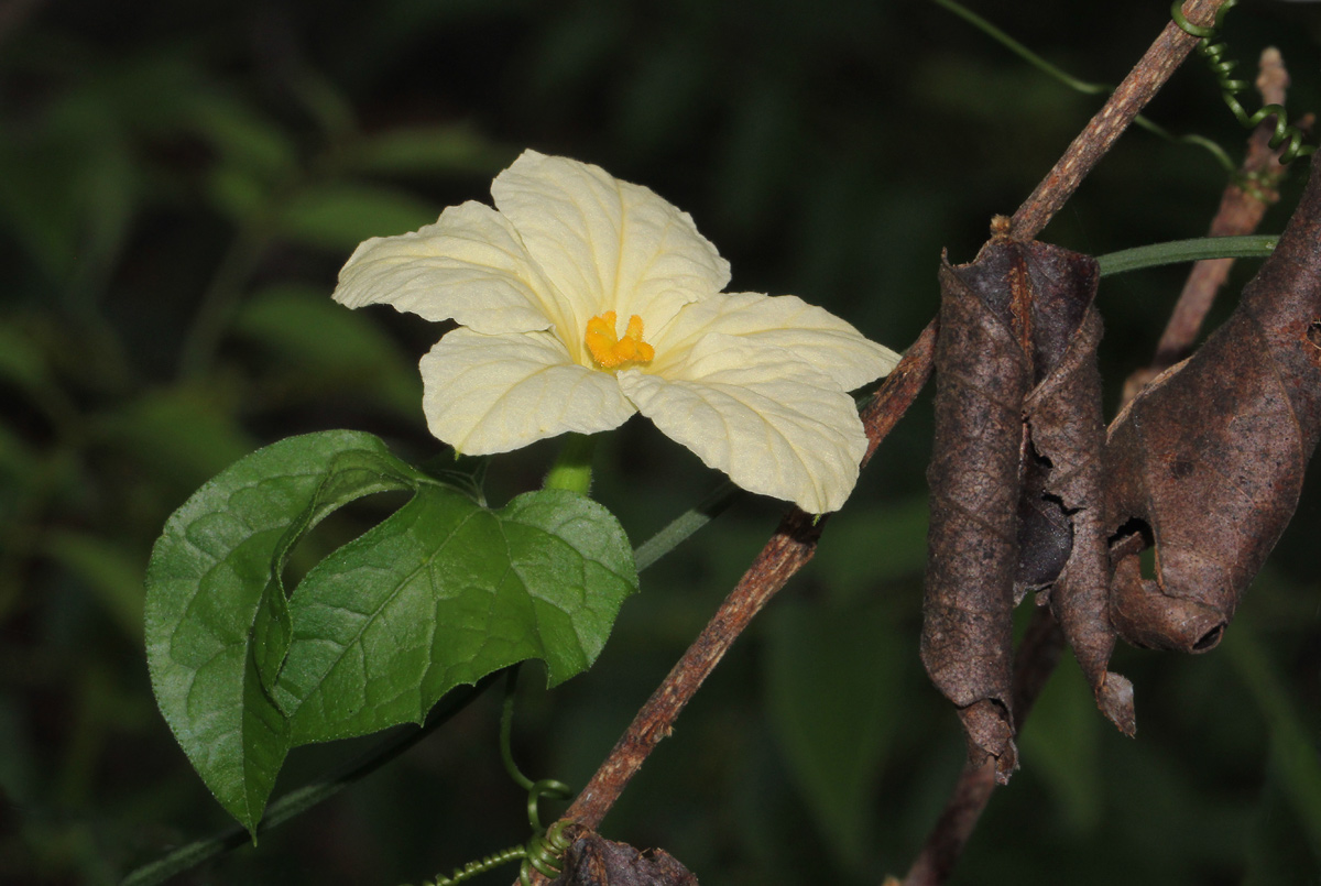 Eureiandra fasciculata