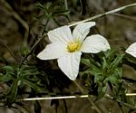 Eureiandra fasciculata