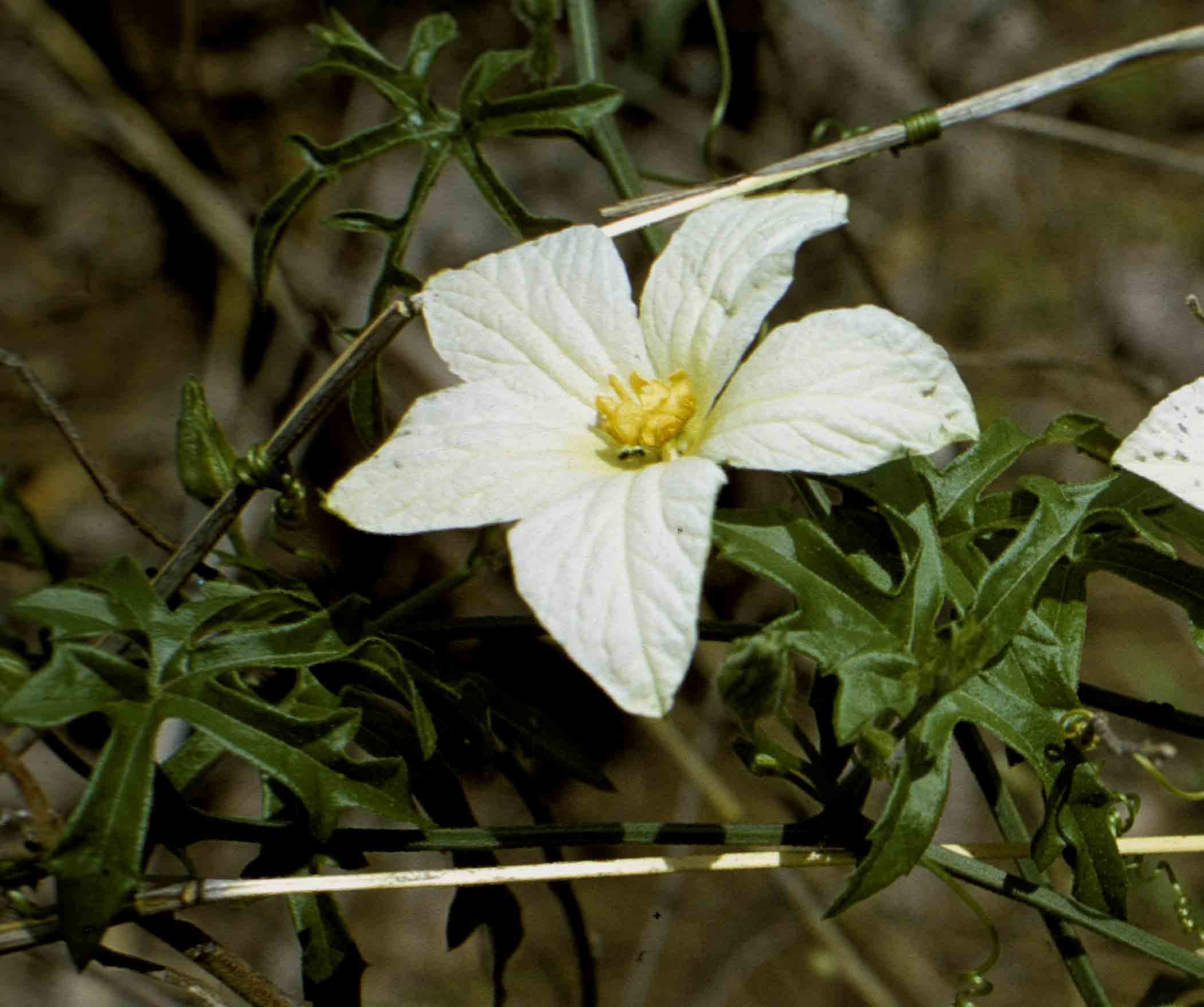 Eureiandra fasciculata