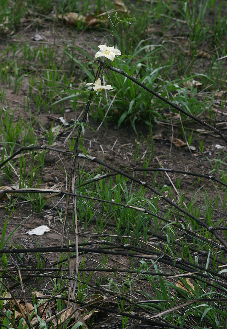 Eureiandra fasciculata