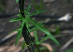 Eureiandra fasciculata