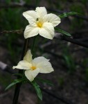 Eureiandra fasciculata