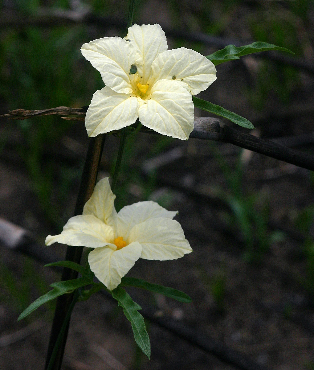 Eureiandra fasciculata