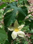 Eureiandra fasciculata