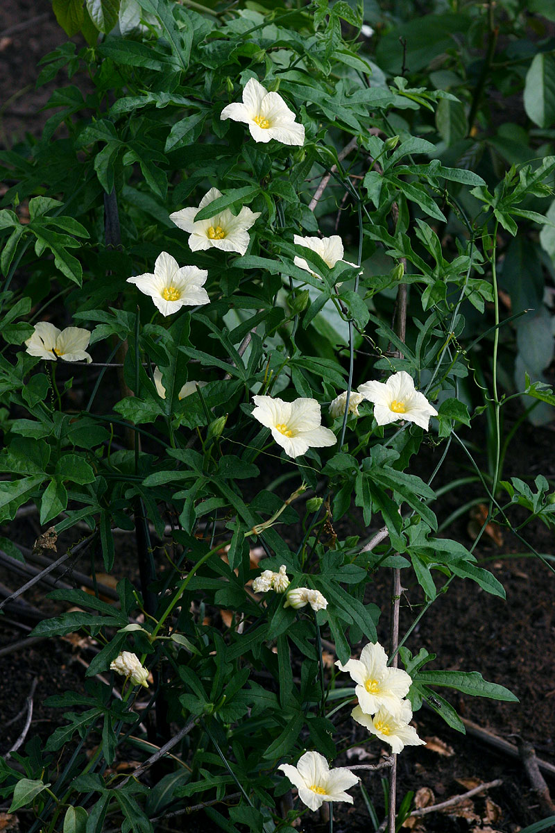 Eureiandra fasciculata
