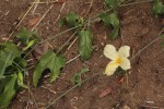 Eureiandra fasciculata