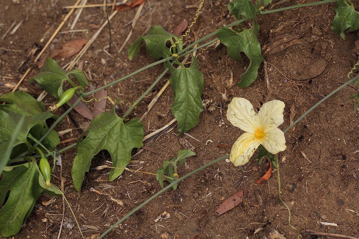 Eureiandra fasciculata
