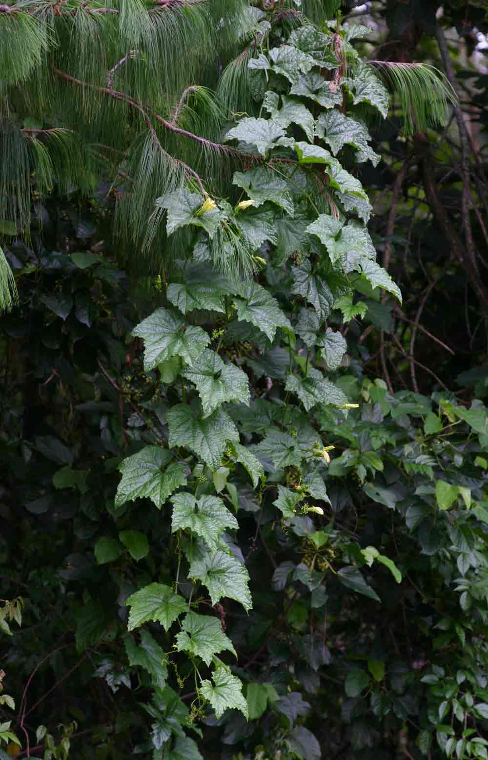 Peponium chirindense