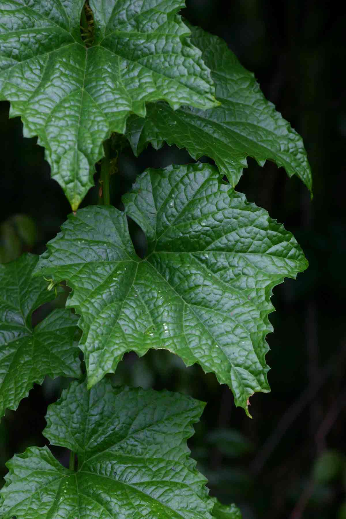 Peponium chirindense