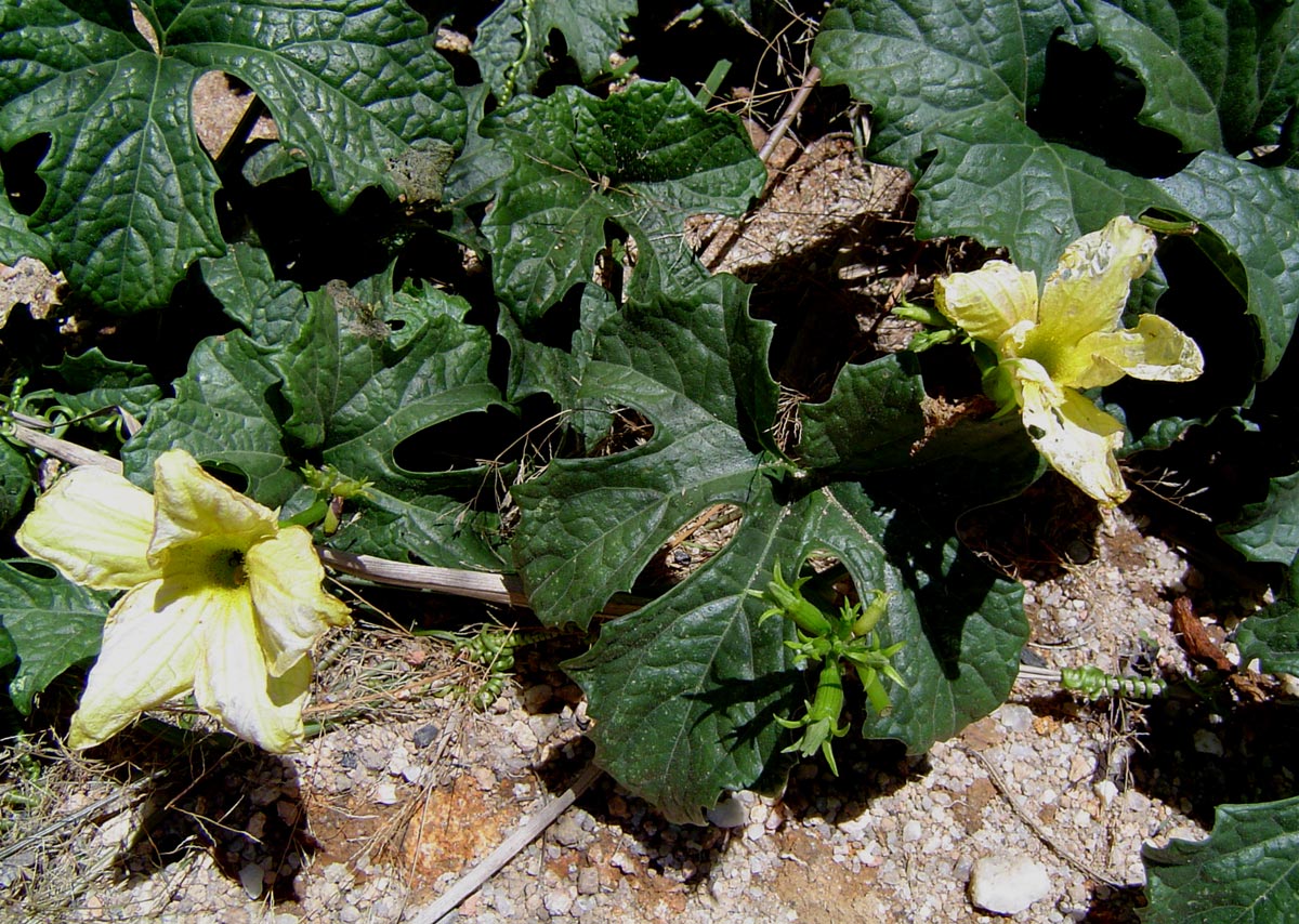 Peponium chirindense