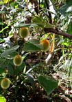 Raphidiocystis chrysocoma