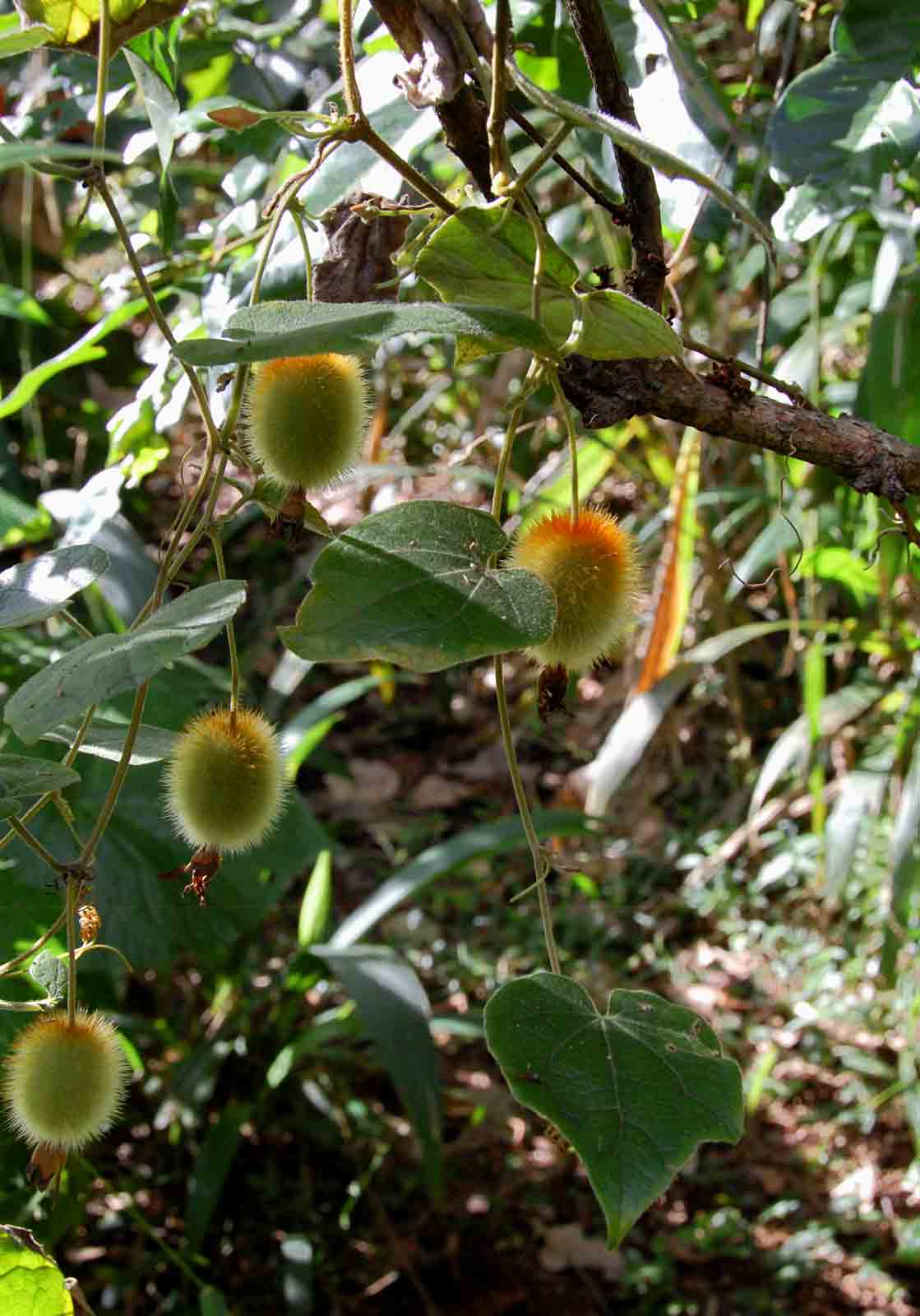 Raphidiocystis chrysocoma