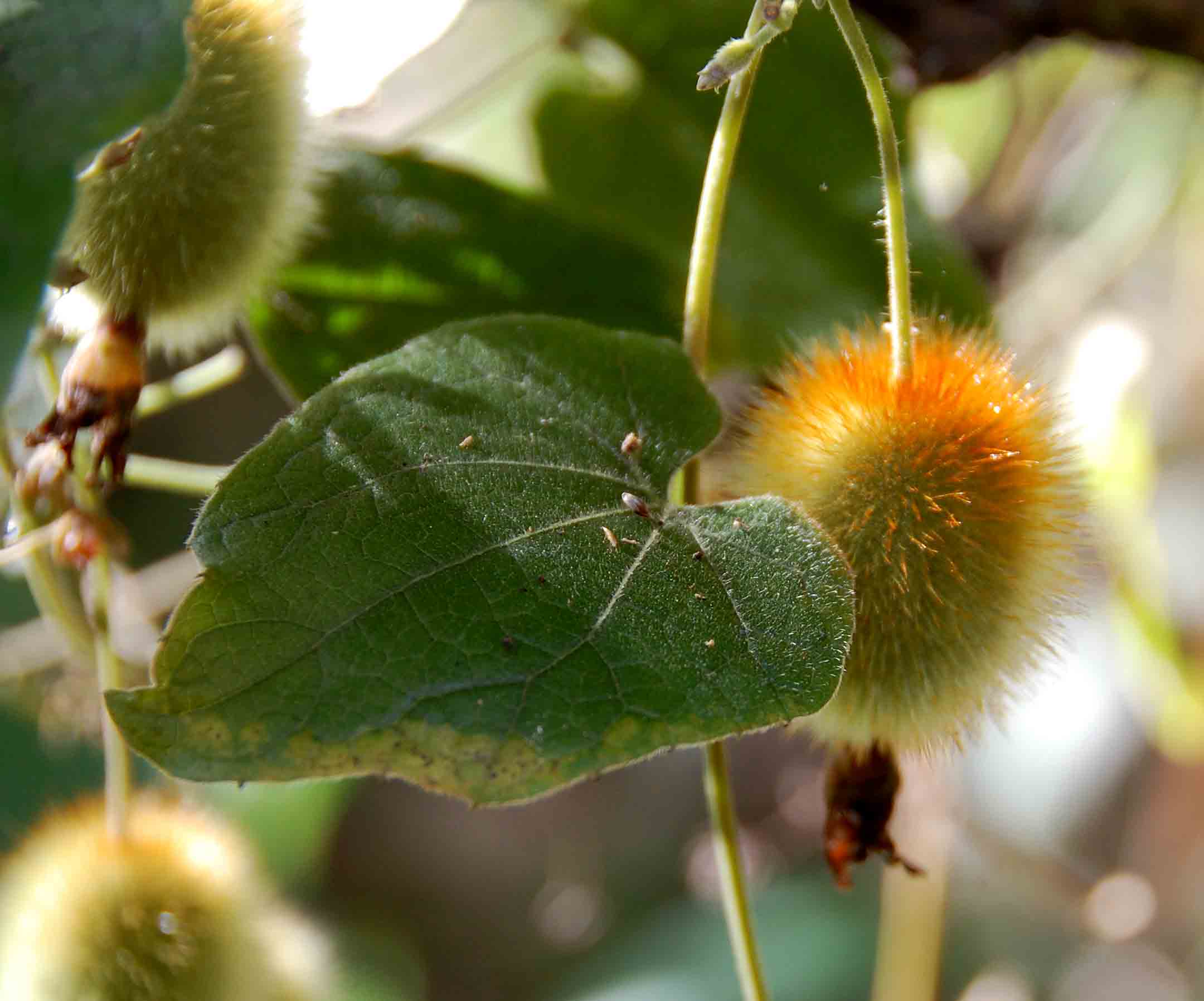 Raphidiocystis chrysocoma
