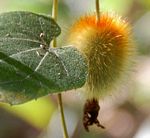 Raphidiocystis chrysocoma