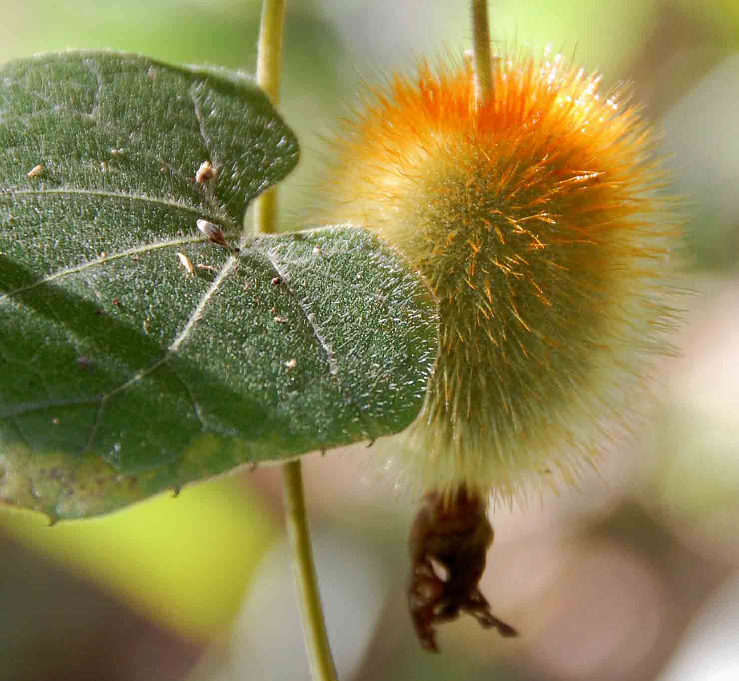 Raphidiocystis chrysocoma