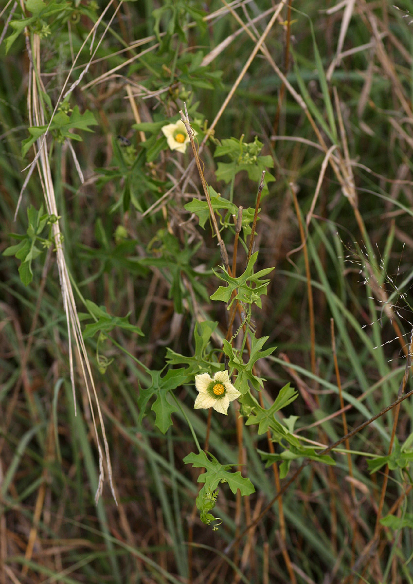 Coccinia rehmannii