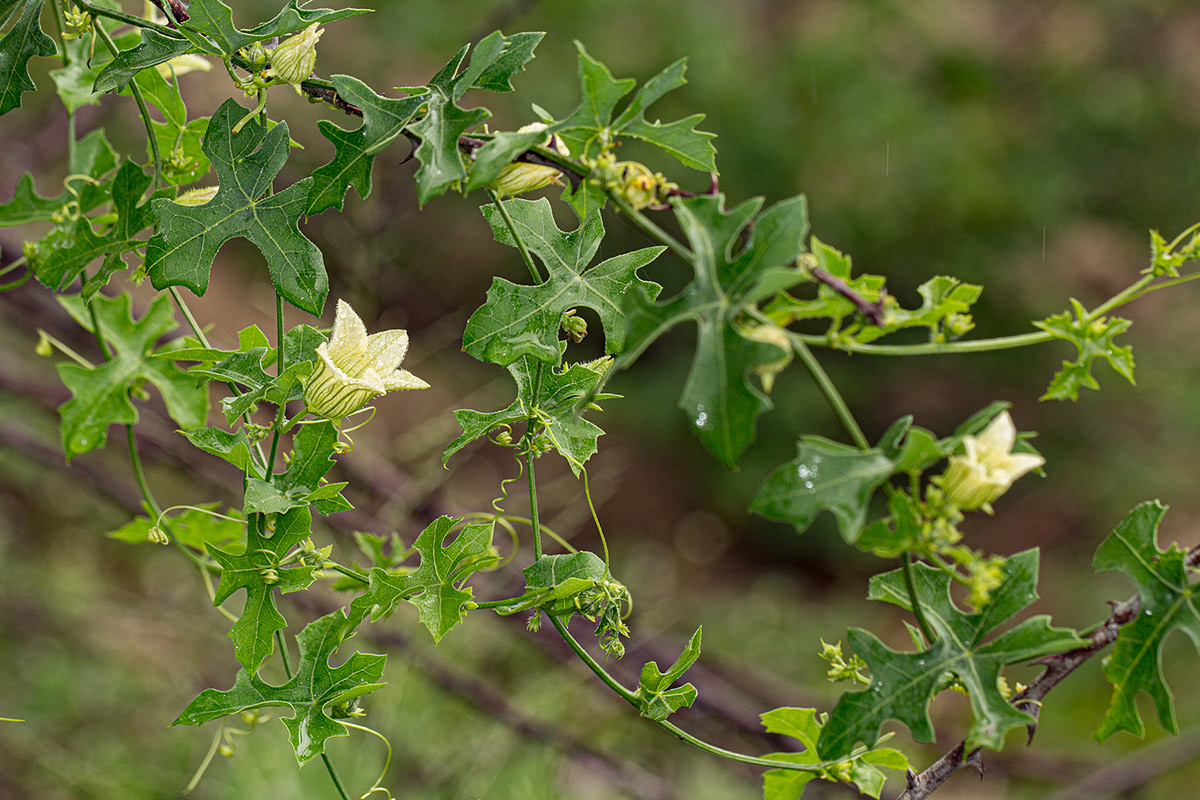 Coccinia rehmannii