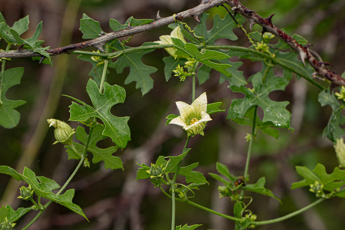 Coccinia rehmannii