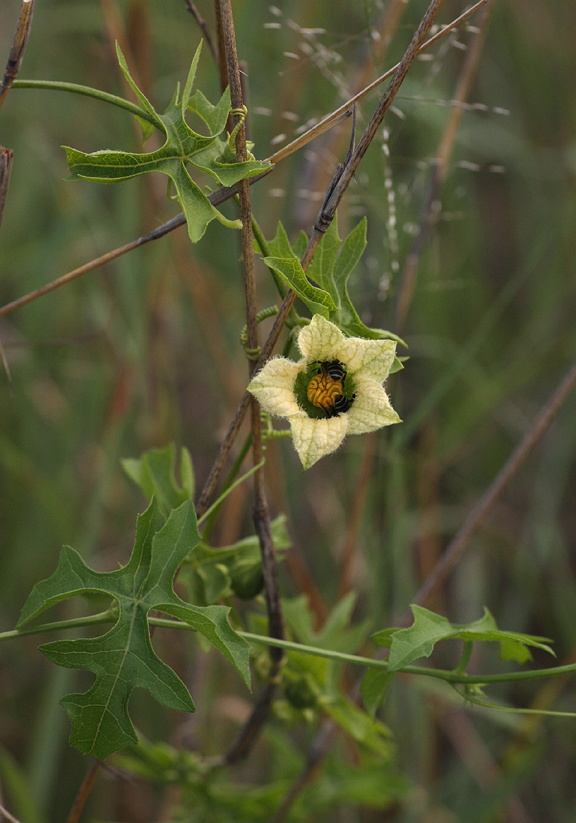 Coccinia rehmannii
