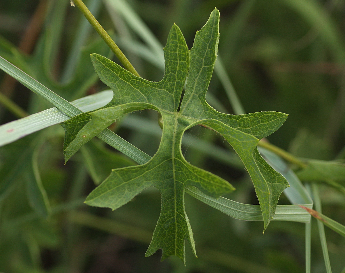 Coccinia rehmannii