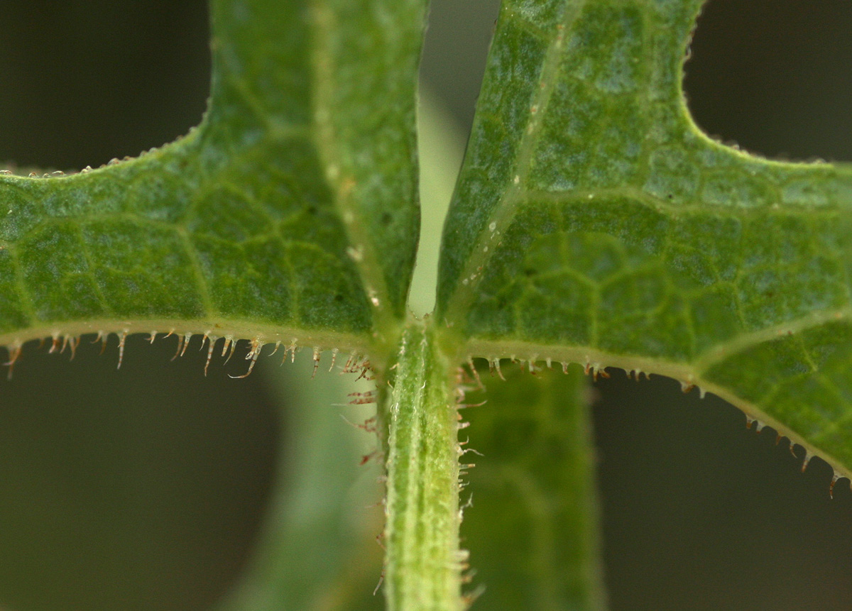 Coccinia rehmannii