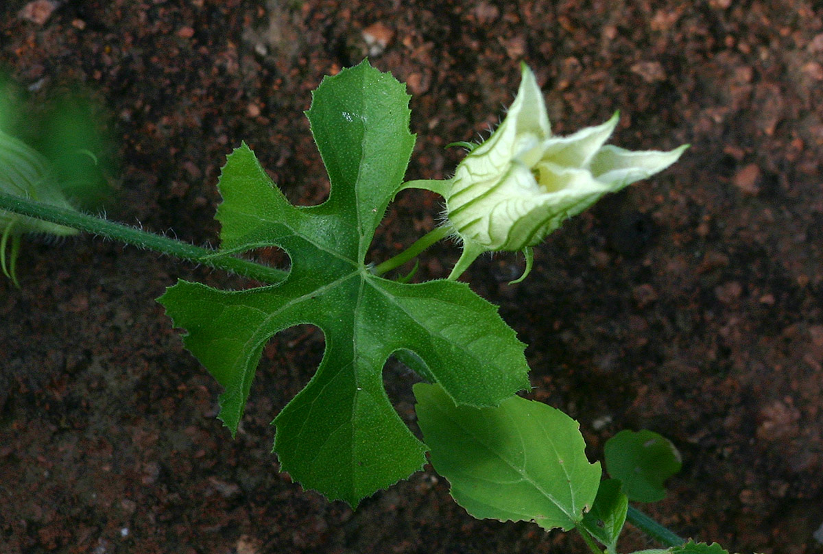 Coccinia rehmannii