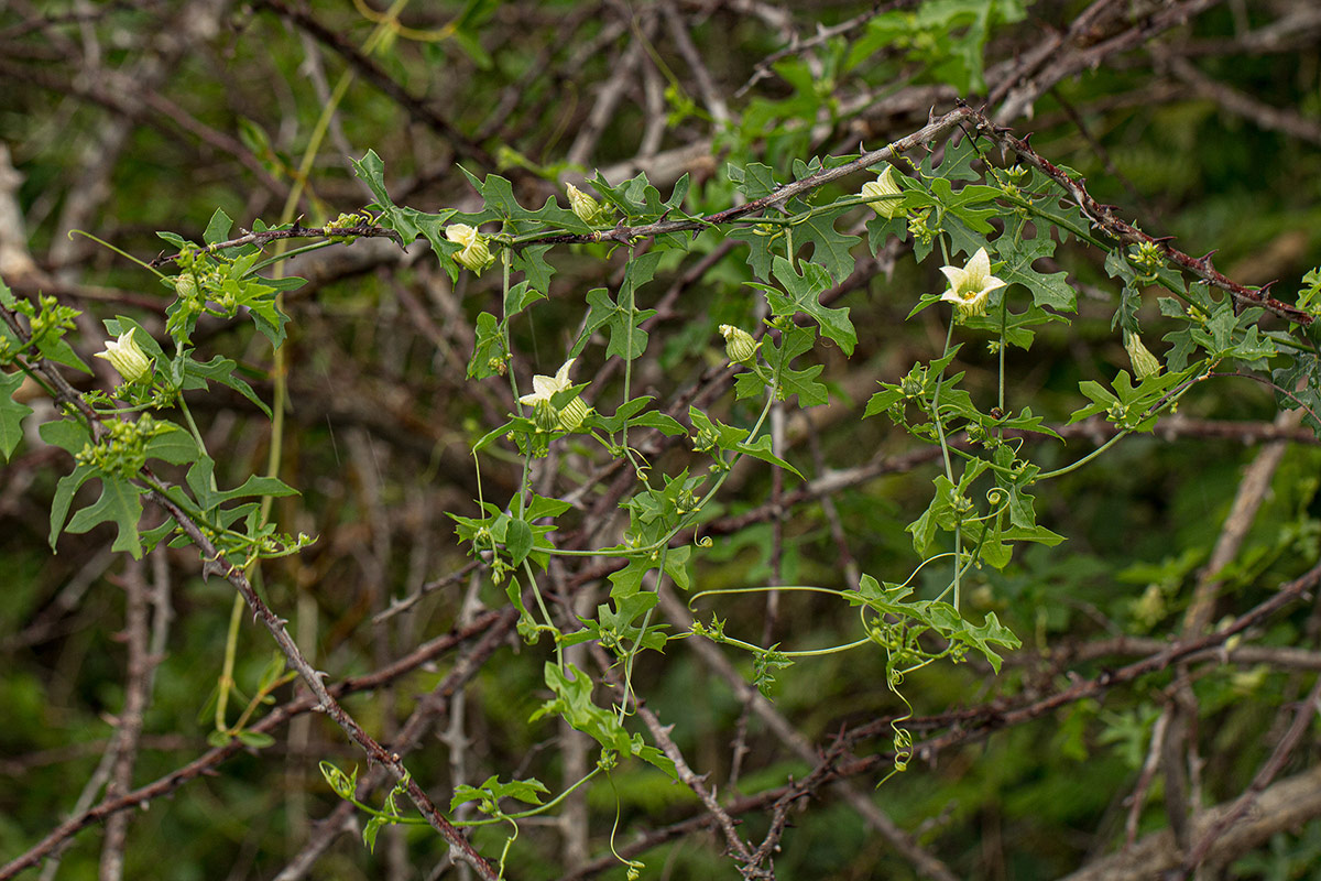 Coccinia rehmannii