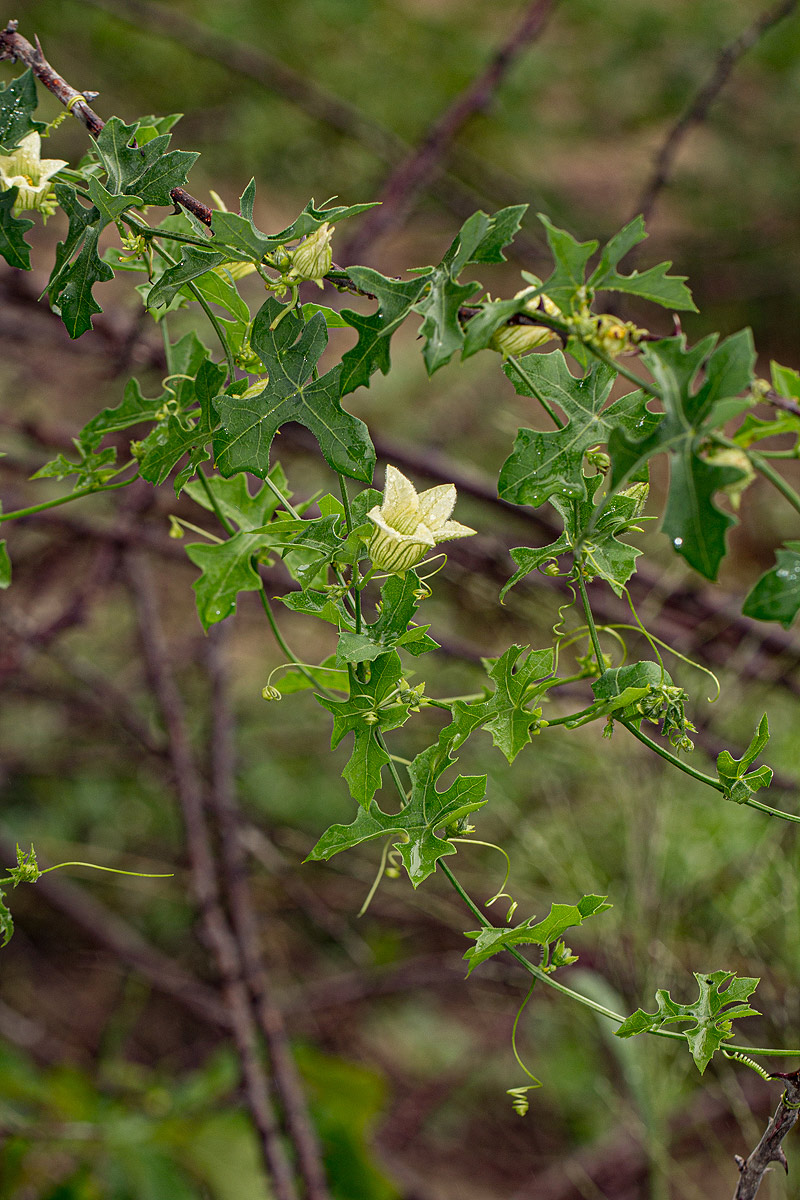 Coccinia rehmannii