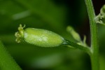 Cyclantheropsis parviflora