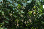 Cyclantheropsis parviflora