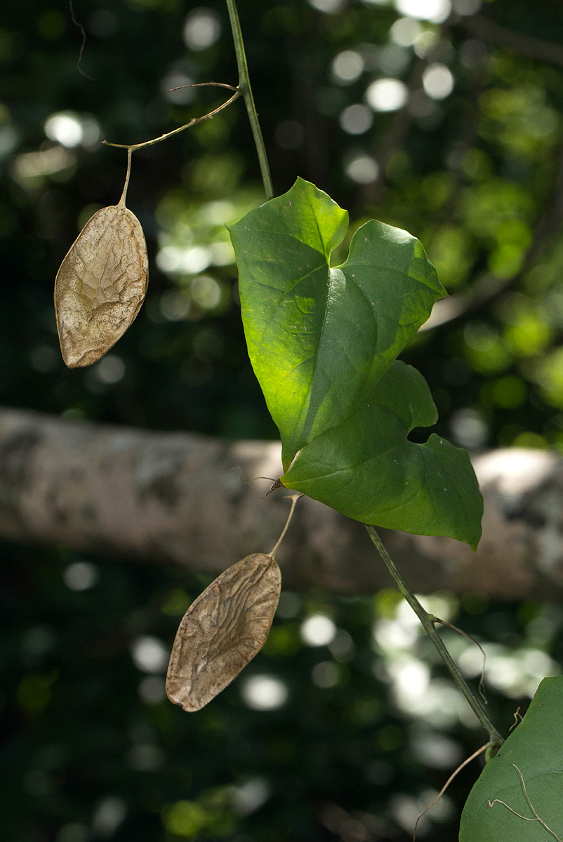Cyclantheropsis parviflora