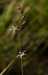 Wahlenbergia abyssinica