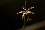 Wahlenbergia abyssinica