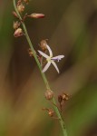 Wahlenbergia abyssinica