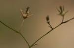 Wahlenbergia banksiana