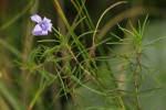 Wahlenbergia capillacea subsp. tenuior