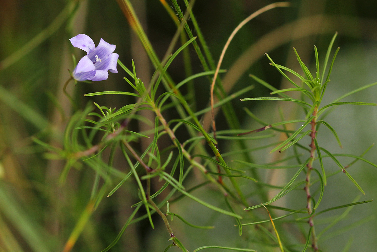 Wahlenbergia capillacea subsp. tenuior