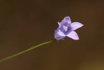Wahlenbergia capillacea subsp. tenuior