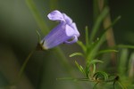 Wahlenbergia capillacea subsp. tenuior