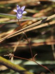 Wahlenbergia capillacea subsp. tenuior