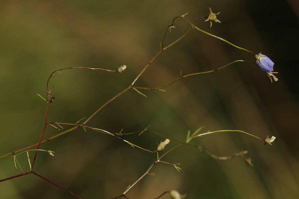 Wahlenbergia capillacea subsp. tenuior