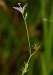 Wahlenbergia denticulata