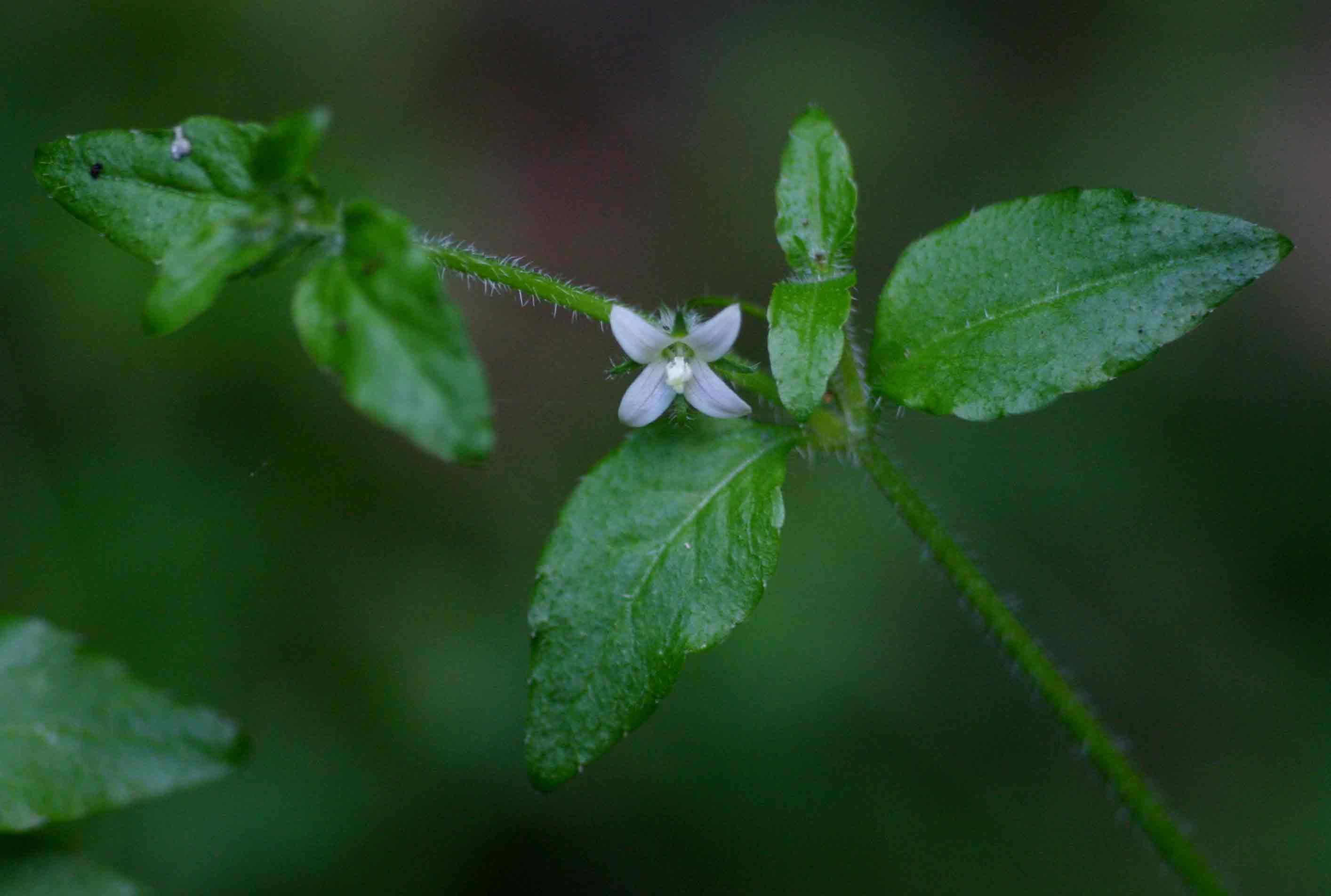 Wahlenbergia madagascariensis