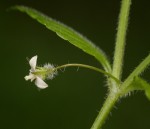 Wahlenbergia madagascariensis