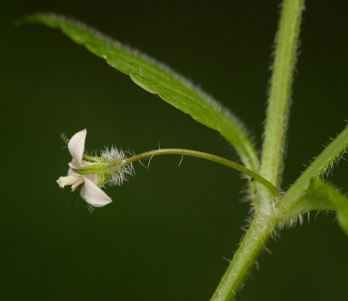 Wahlenbergia madagascariensis