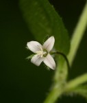 Wahlenbergia madagascariensis